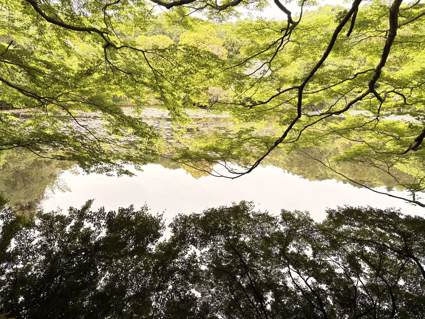 Daytime Japan city scene