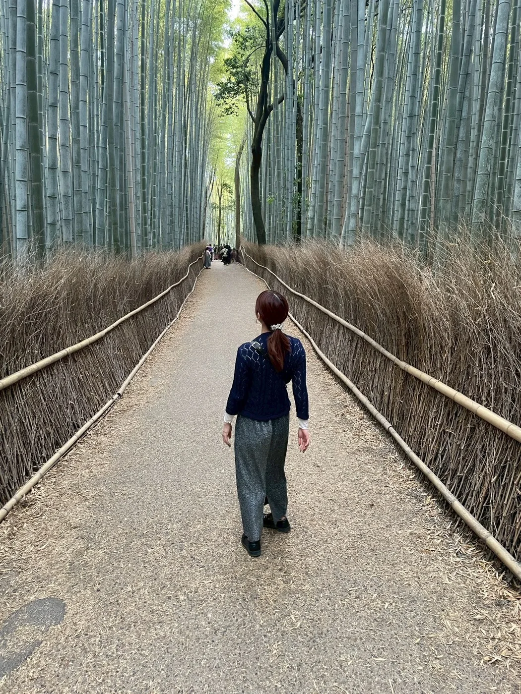 Daytime bamboo forest in Japan